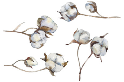 Cotton Watercolor png