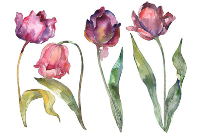 Tulips Watercolor png