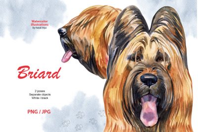 Watercolor dog. Briard