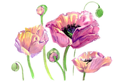 Original poppy Watercolor png