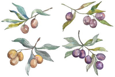 Olives 2 Watercolor png