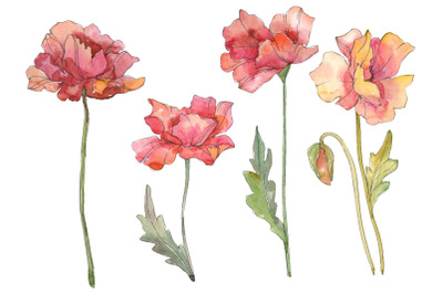 Poppy red Watercolor png