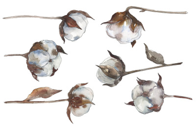 Cotton 2 Watercolor png