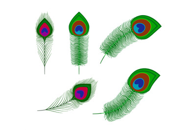 Peacock plume feathers