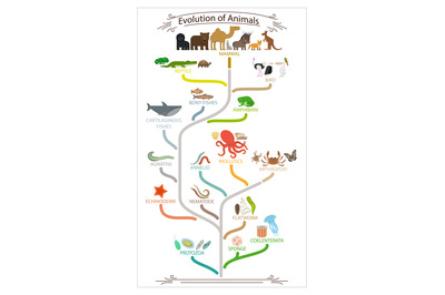 Biological evolution animals scheme