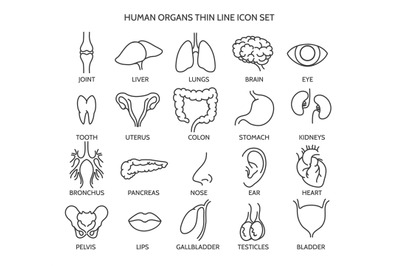 Human organ line icons