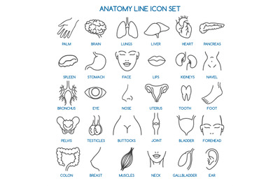 Anatomy line icons