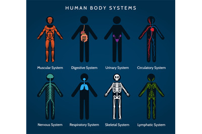 Human body systems anatomy