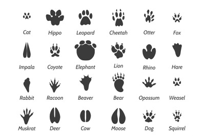 Wildlife animals footprints