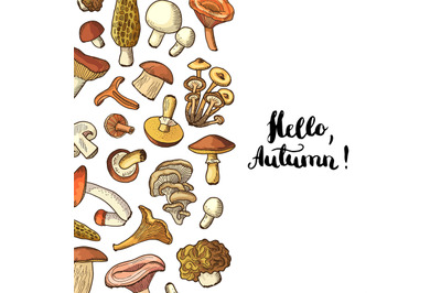 Vector hand drawn mushrooms background with place for text illustratio