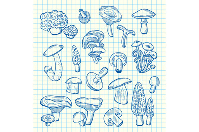 Vector hand drawn mushrooms on cell sheet illustration