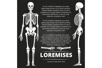 Chalkboard poster with human skeletones and bones