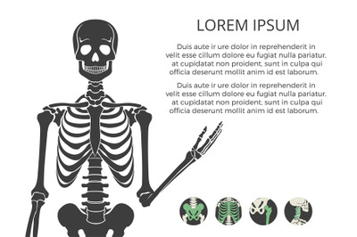 Medicinal poster or banner with human skeletone and bones