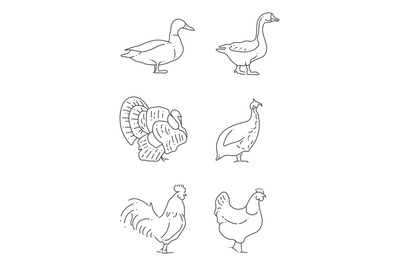 Popular farm birds thin line icons