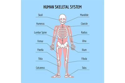 Human skeletal system