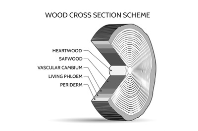 Wood cross section scheme