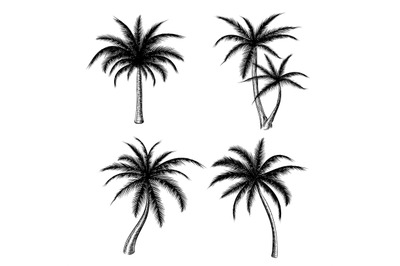 Hand drawn palm trees sketch set