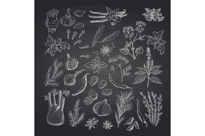 Vector hand drawn herbs and spices on black chalkboard illustration