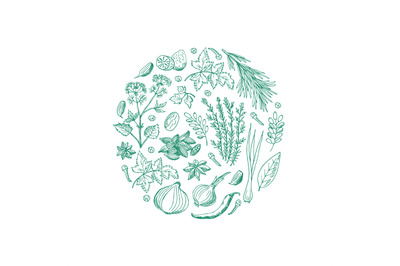 Vector hand drawn herbs and spices in circle shape illustration