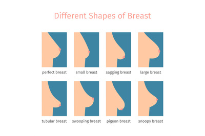 Breast shapes vector illustration