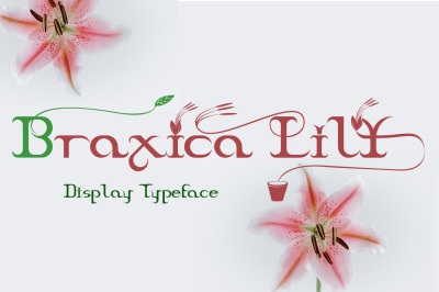 Braxica Lily
