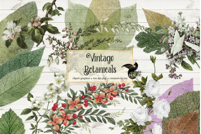 Vintage Botanical Clipart