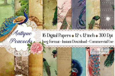 16 Antique Gorgeous Peacock Ephemera Peacock Digital Papers