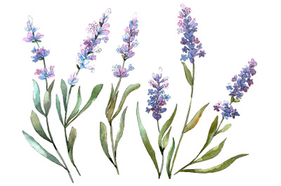 Bouquet of idyll lavender Watercolor png