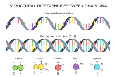 Infographic DNA and RNA spiral. Ribonucleic vs deoxyribonucleic acid s