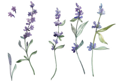 Bouquet summer breeze lavender watercolor png