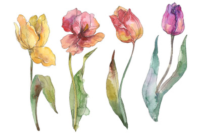 Assorted tulip bouquet Watercolor png