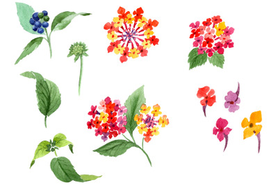 Red Lantana Watercolor png