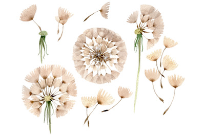 Dandelion Watercolor png