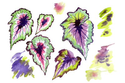 Nautilus-leaf begonia Watercolor png