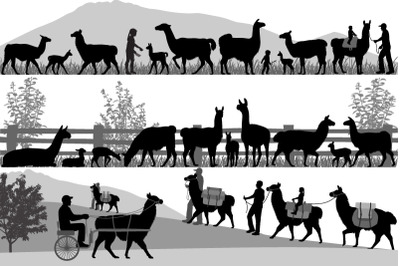 Herd of llama