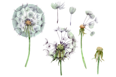 Dandelion summer greeting watercolor png