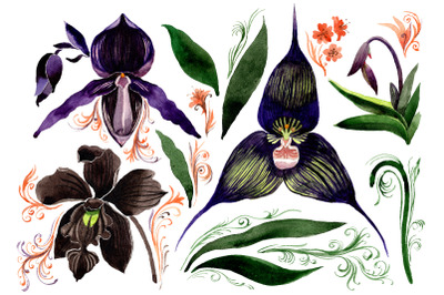 Orchid black Watercolor png