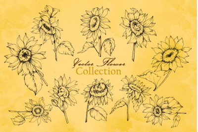 Sunflower Vector Collection