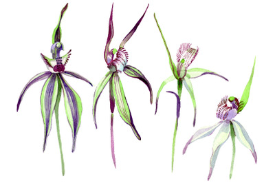 Wild orchid Watercolor png