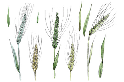 Spike of wheat Watercolor png