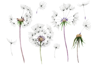 Bouquet rainbow dandelion watercolor png