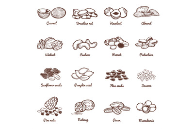 Edible nuts and seeds vector icons. Protein healthy food set