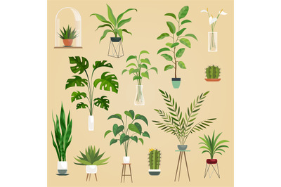 Plants in pots. Houseplant, succulent plants. Ficus planting in flower