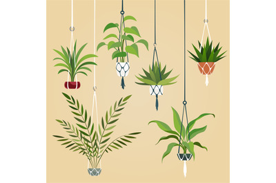 Hanging house plant. Indoor plants with macrame hanger. Scandinavian i