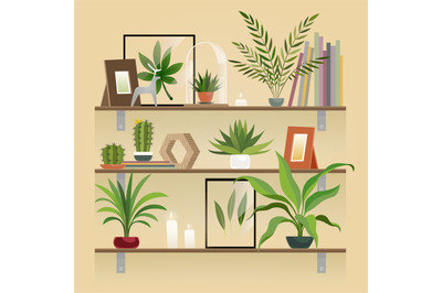 Plants on shelf. Houseplants in pot on shelves. Indoor garden potted p