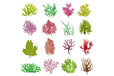 Seaweed set. Sea plants, ocean algae and aquarium kelp. Underwater sea