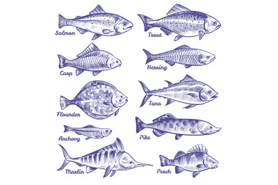 400 3550869 fa3lc7xn912001iz0d9scgybwknpz11tfpgxa113 hand drawn fishes ocean sea river fishes sketch fishing seafood herri