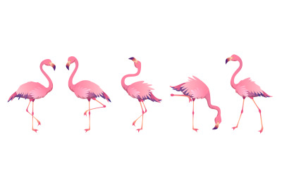 Pink flamingos. Cute flamingo animal exotic nature wild fauna zoo bird