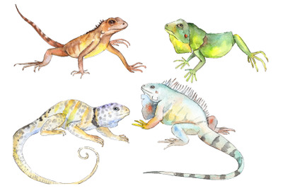 Iguana-1 Watercolor png