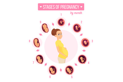 Pregnancy trimester infographic. Human growth stages new born baby dev